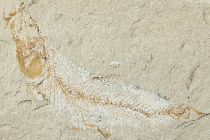 Cretaceous Fossil Fish - Lebanon #238357